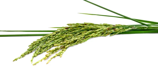 Fresh Rice Plant Isolated White Background — Stock Photo, Image