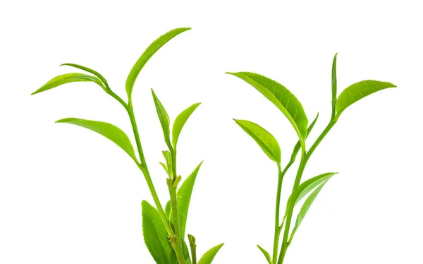 Zöld Tea Levél Elszigetelt Fehér Háttér — Stock Fotó