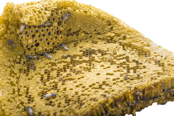 Bee nest isolated on white background