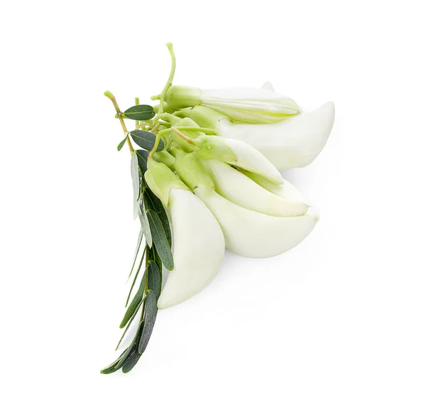 Λευκό Αγκαστα Ταϊλάνδης Λαχανικό Άσπρο Φόντο — Φωτογραφία Αρχείου