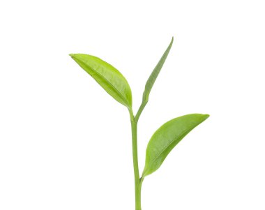 Beyaz arkaplanda yeşil çay yaprağı izole 