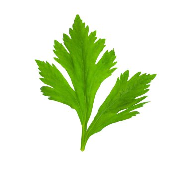 Beyaz arka plan üzerinde izole taze kişniş yaprağı