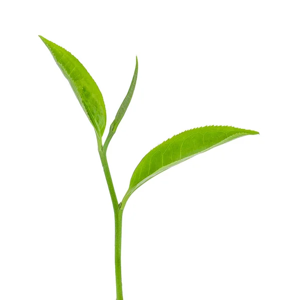 Зеленый Чай Белом Фоне — стоковое фото