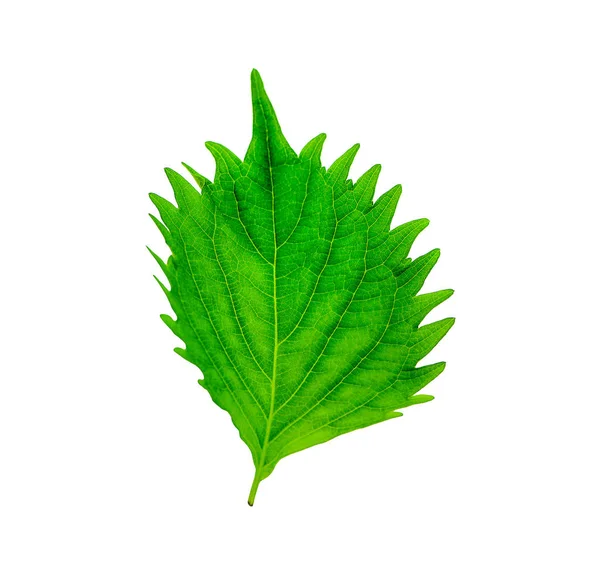 Foglia Shiso Verde Fresco Sfondo Bianco — Foto Stock