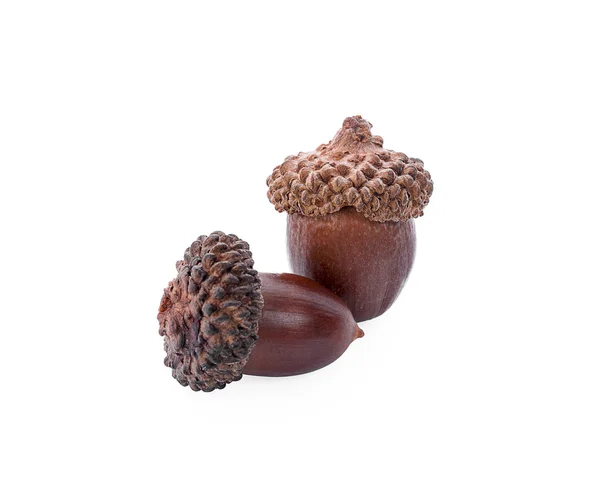 Acorns Isolated White Background Stock Picture