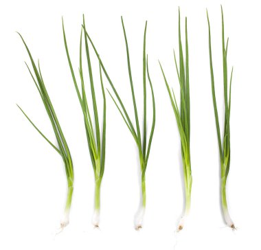 Beyaz arkaplanda yeşil soğan izole edildi