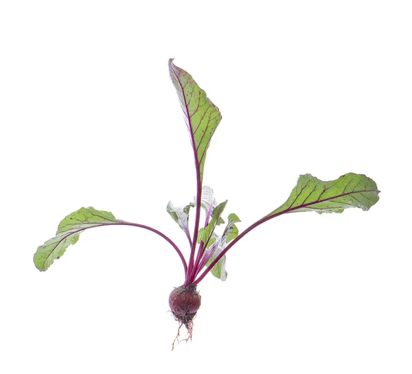 Beetroot Isolated White Background — Stock Photo, Image