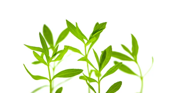 Tarragon Herbs White Background — Stock Photo, Image