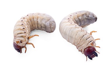 Kurtçuk, hindistan cevizi gergedanı böceği (Oryctes gergedanı), beyaz arkaplanda larva resmi.