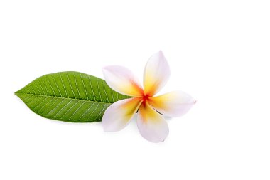 Beyaz arka plan üzerinde izole tropikal çiçek frangipani (plumeria)