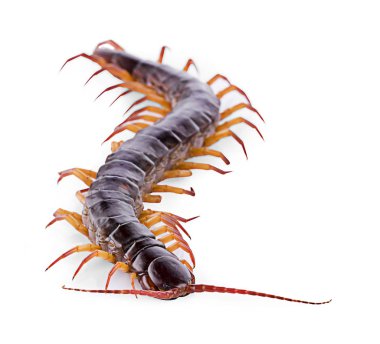 Beyaz arkaplanda kırkayak