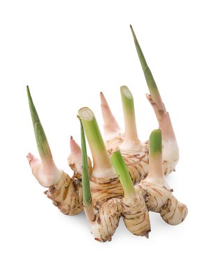 Büyük havlıcan beyaz arka plan üzerinde izole