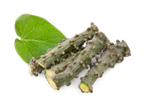 Tinospora Cordifolia Met Blad Geïsoleerd Witte Achtergrond — Stockfoto