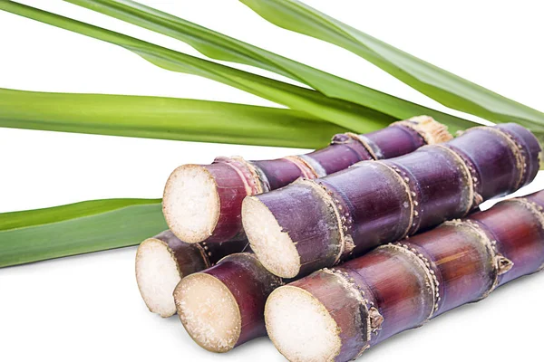 Sugar Cane Isolated White Background — Stock Photo, Image