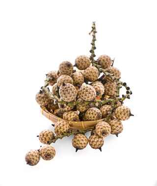 Beyaz arkaplanda izole edilmiş Rattan palmiyesi