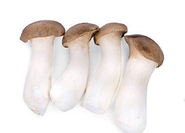 Beyaz arka planda izole edilmiş istiridye mantarı.