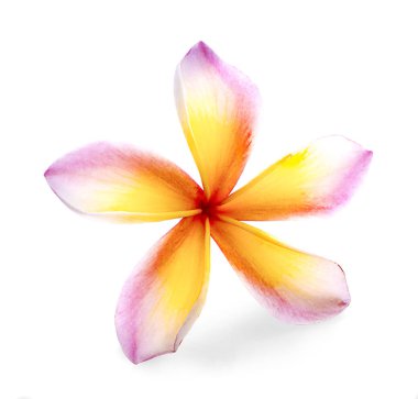 Beyaz arka plan üzerinde izole tropikal çiçek frangipani (plumeria)