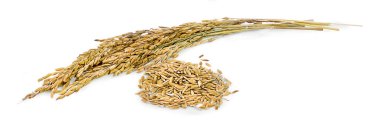 Beyaz arka plan üzerinde izole sarı çeltik pirinç