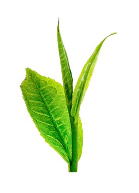 Beyaz arkaplanda yeşil çay yaprağı izole