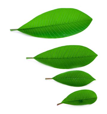 Plumeria bir izole beyaz yaprakları