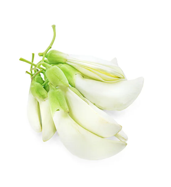 White Agasta Thaise Plantaardige Witte Achtergrond — Stockfoto