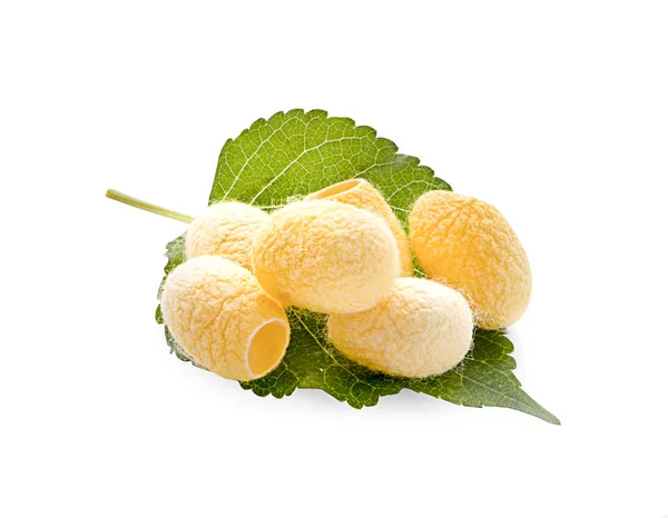 Yellow Thai Silkworm Cocoons Pile Isolated White Background — Stock Photo, Image