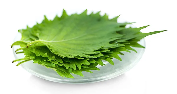 Feuille Shiso Vert Frais Sur Fond Blanc — Photo