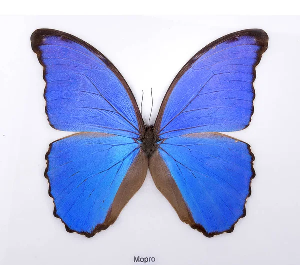 Beautiful Tropical Butterfly Morpho Didius Isolated White Background — Stock Photo, Image