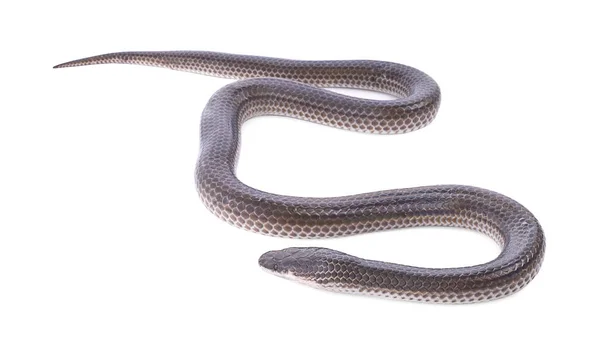 Serpente Sfondo Bianco — Foto Stock