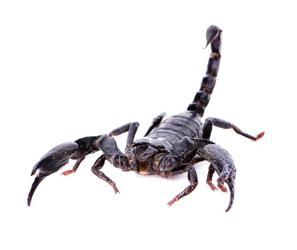 Emperor Scorpion Pandinus Imperator Year Old Front White Background — Stock Photo, Image
