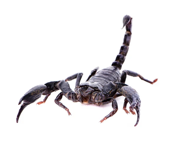 Keizer Scorpion Pandinus Imperator Jaar Oud Voor Witte Achtergrond — Stockfoto