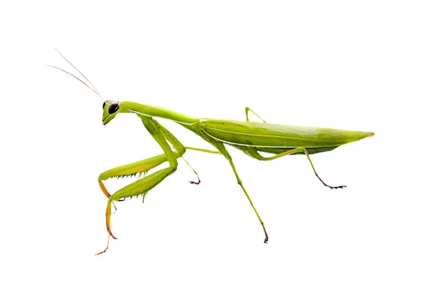 Grüne Heuschrecke isoliert auf weißem Hintergrund — Stockfoto