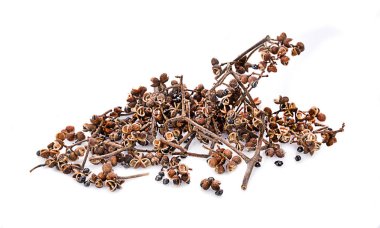 Beyaz arka planda Zanthozylum limonella Alston