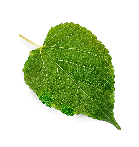 흰 배경에 분리되어 있는 녹색 물 딸기 잎 — 스톡 사진