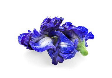 Beyaz arka plan üzerinde izole bezelye çiçekler