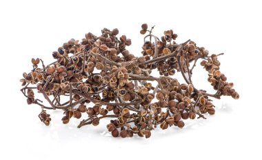 Beyaz arka planda Zanthozylum limonella Alston