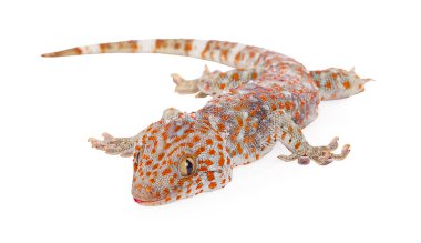 Tokay Gecko, Gekko gecko, beyaz arka plana karşı