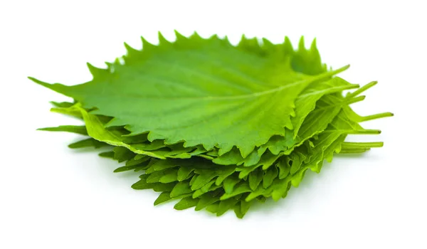 Fresh green shiso leaf on white background — Stock Photo, Image