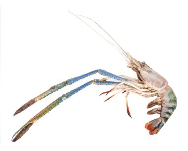 Karides, Taze Nehir Karides beyaz izole arka plan ortak