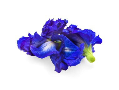 Beyaz arka plan üzerinde izole bezelye çiçekler