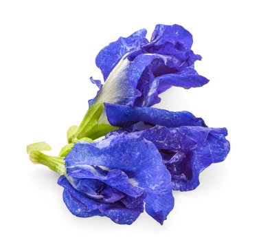 Beyaz arka planda kelebek bezelyesi çiçeği