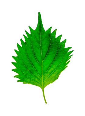 taze yeşil shiso yaprak beyaz arka plan üzerinde
