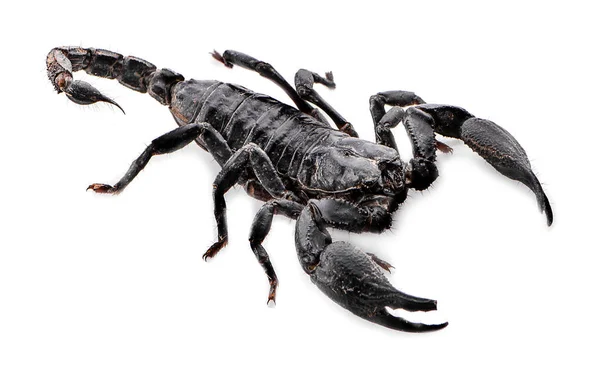 在白色背景上的蝎子 — 图库照片