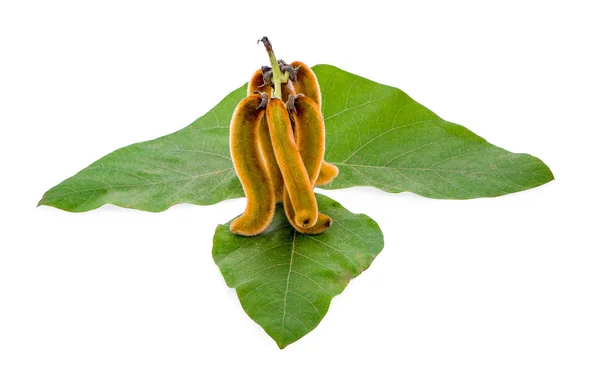 Mucuna pruriens isoleret på hvid baggrund - Stock-foto