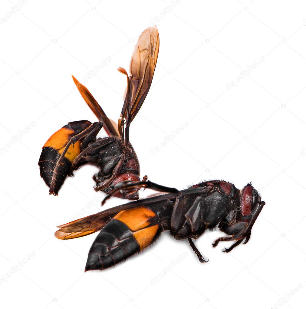 Wasps isolated on white background