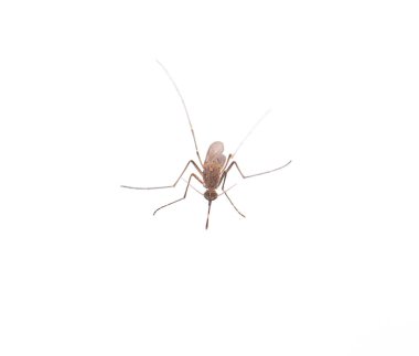 Mosquito isolated on white background clipart