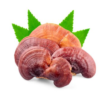 Lingzhi Mantar Ganoderma Lucidum beyaz arka grupta izole edildi