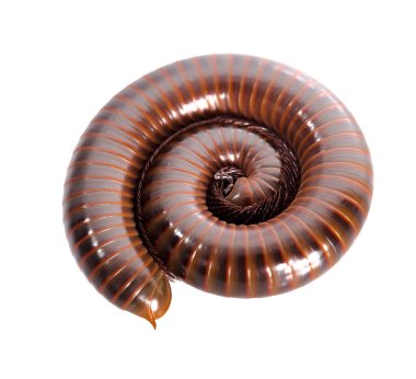 Kırkayak beyaz arka planda izole edilmiş