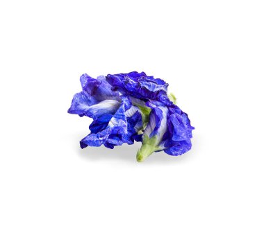 Kelebek Bezelye çiçeği beyaz sırtüstü izole edilmiş