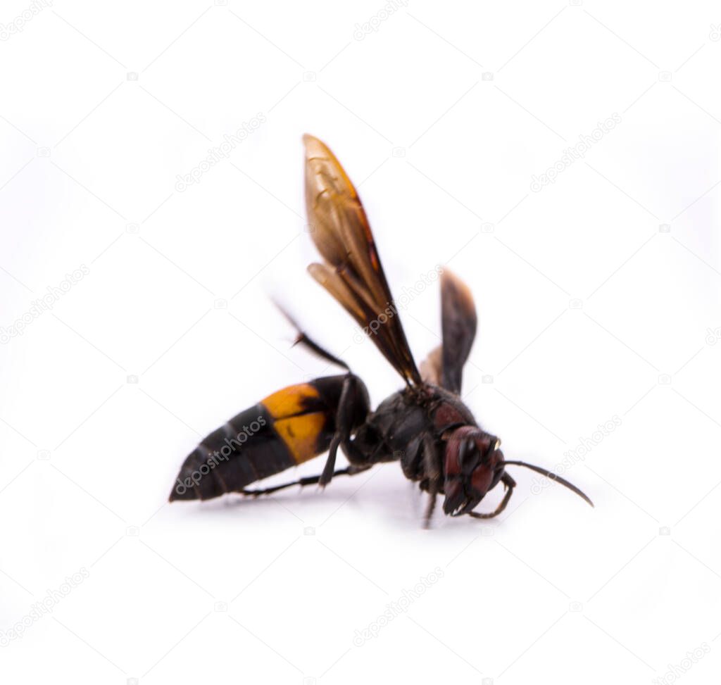 Dead Waspe on isolated white background